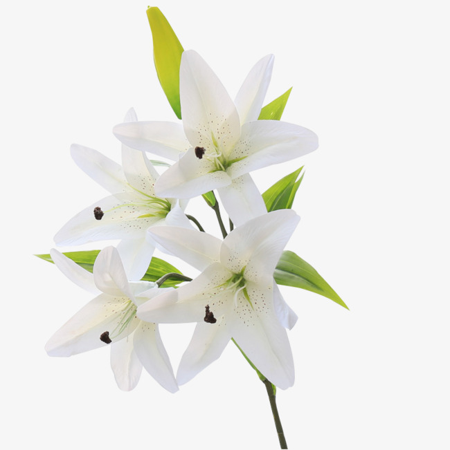 Lily Flower Transparent Png Pictures Free Icons And Png Backgrounds