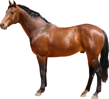 Horse PNGs for Free Download