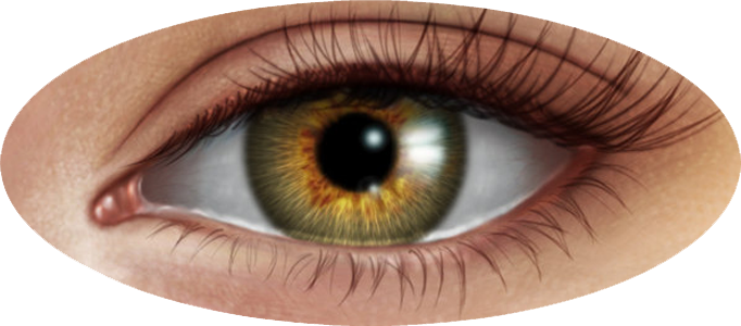 Eye PNG, Eye Transparent Background - FreeIconsPNG