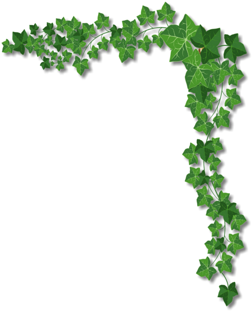 Ivy PNG, Ivy Transparent Background - FreeIconsPNG