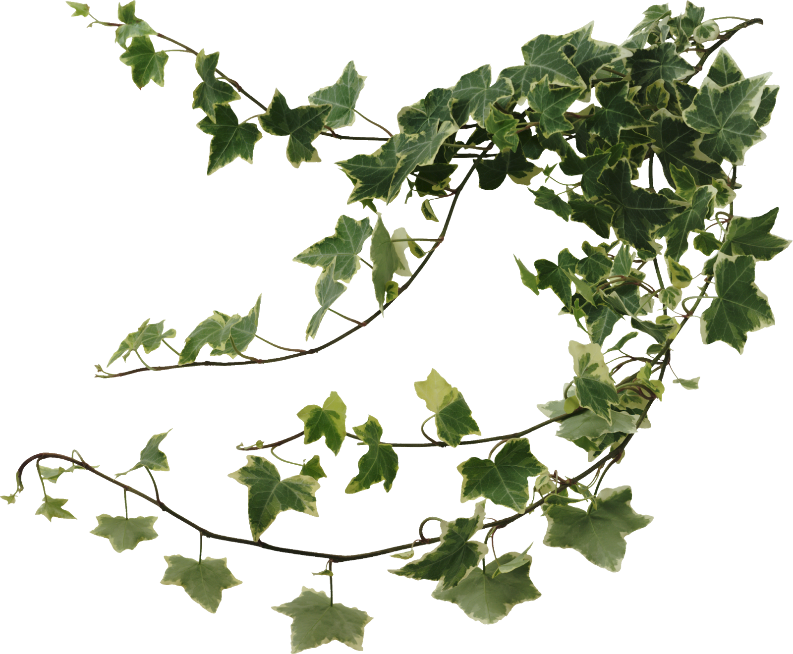 Ivy Png Ivy Transparent Background Freeiconspng