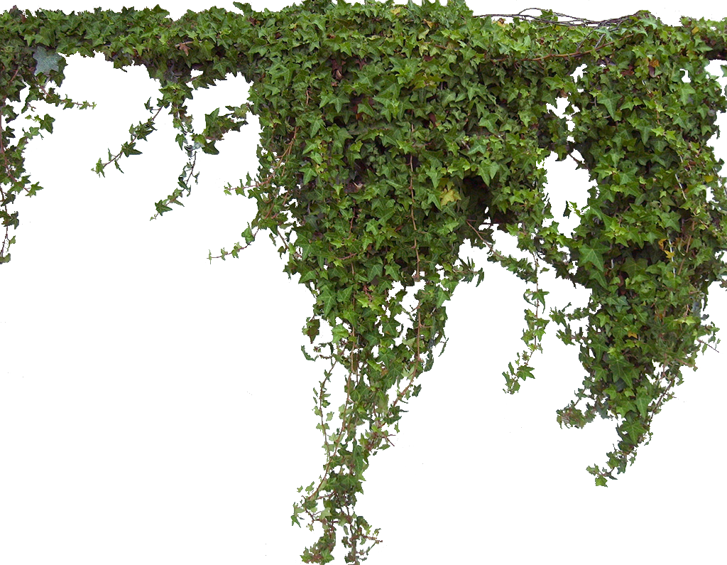 Ivy Plant Image PNG Transparent Background, Free Download #46856