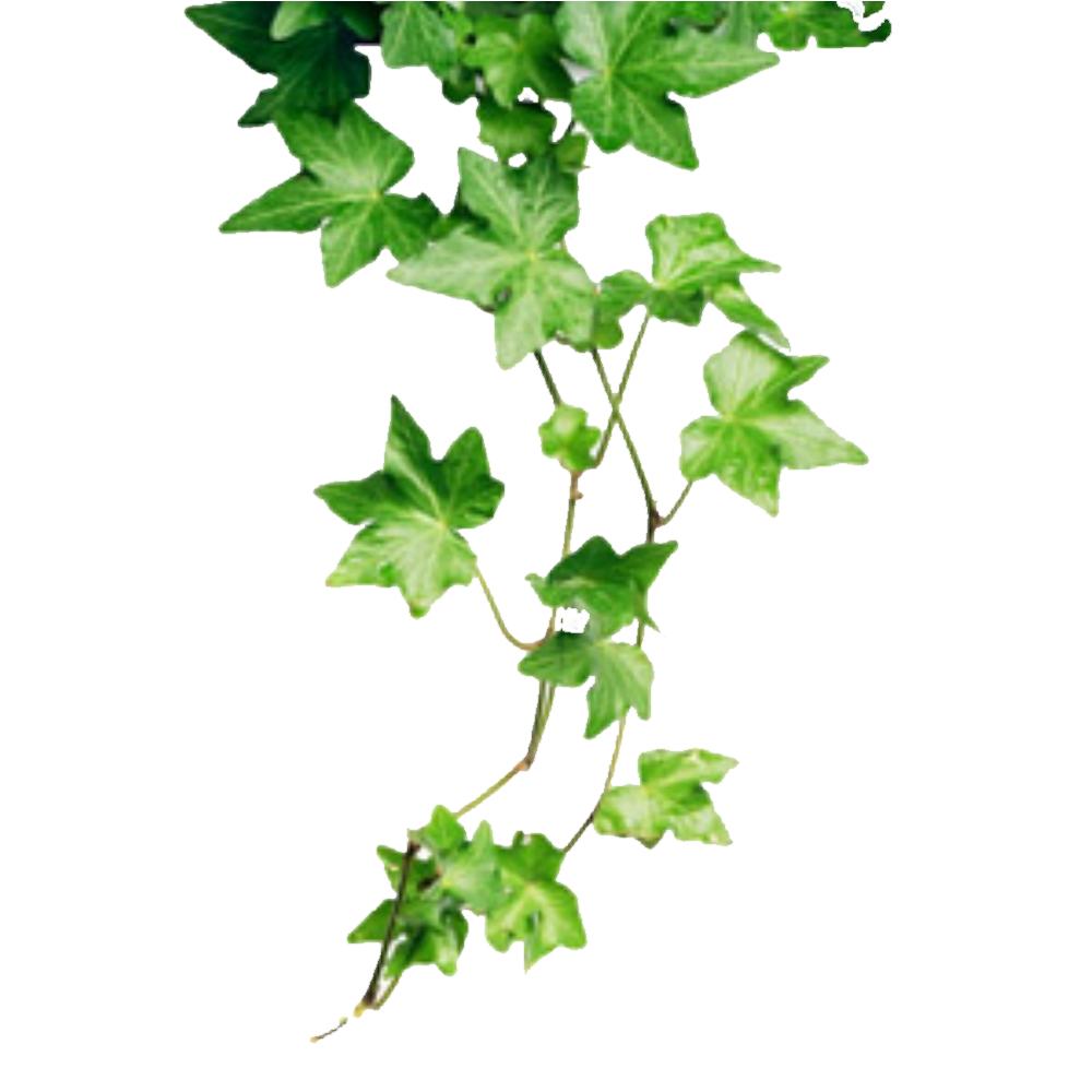 Ivy Png Ivy Transparent Background Freeiconspng