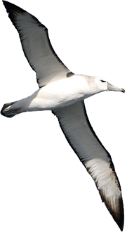 Judge The Air Albatross Photos PNG Transparent Background, Free ...