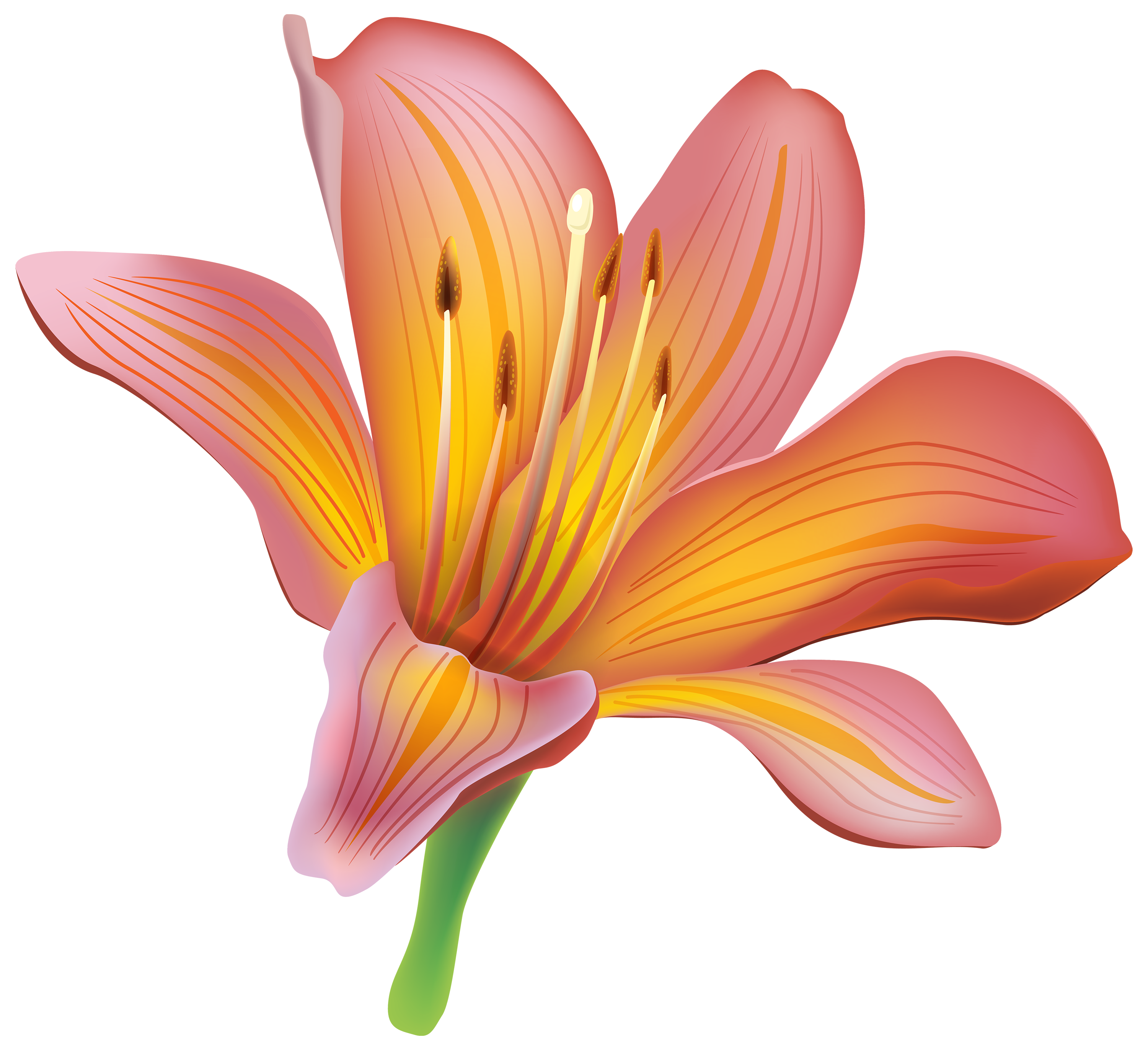 Lily Flower Transparent PNG Pictures - Free Icons and PNG Backgrounds