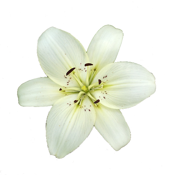 Lily Flower Transparent Png Pictures Free Icons And Png Backgrounds