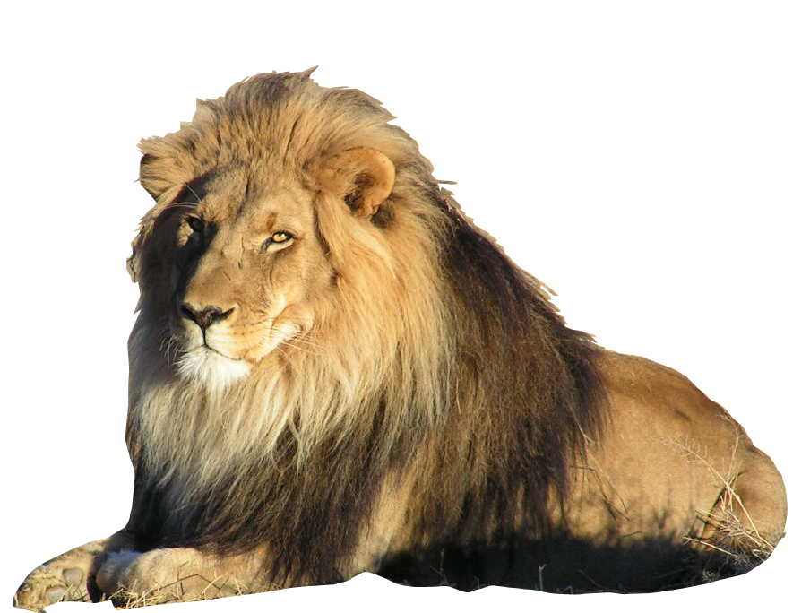 Lion PNG, Lion Transparent Background - FreeIconsPNG