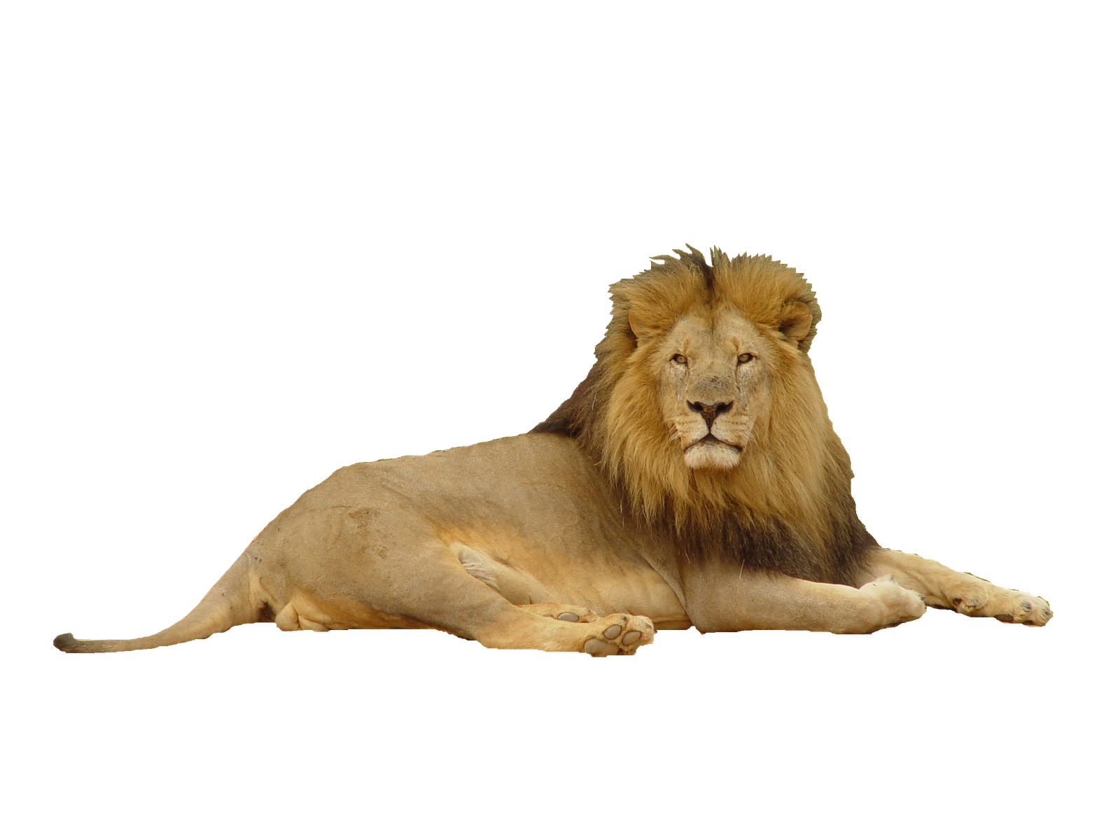 Lion Clipart Png Transparent Background Free Download Freeiconspng