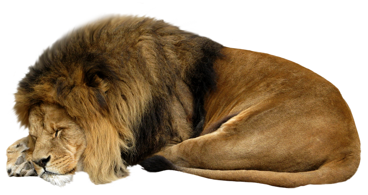 Lion sleeping png #42279 - Free Icons and PNG Backgrounds