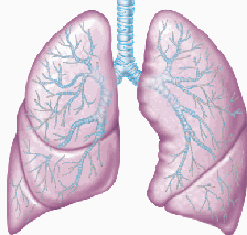 High Resolution Lung Icon PNG Transparent Background, Free Download ...