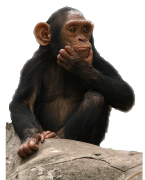 Download Clipart Monkey Png Transparent Background Free Download 26143 Freeiconspng