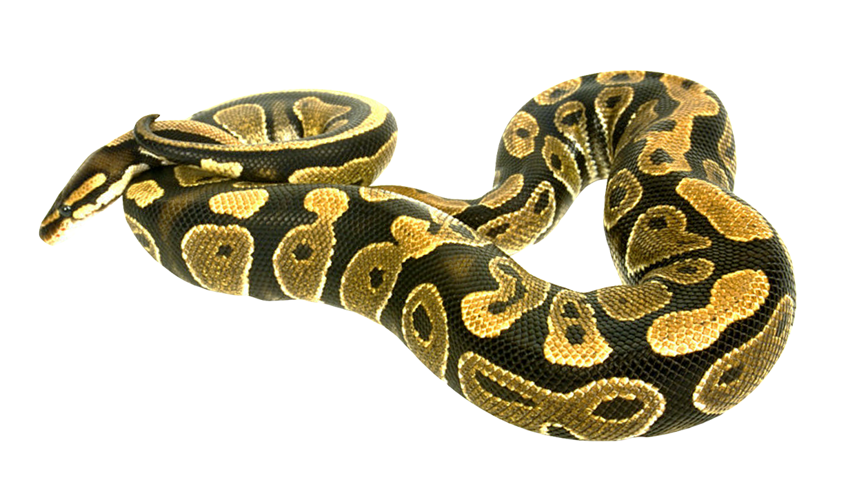 Nature Calm Animal Anaconda Image Png Transparent Background Free Download Freeiconspng