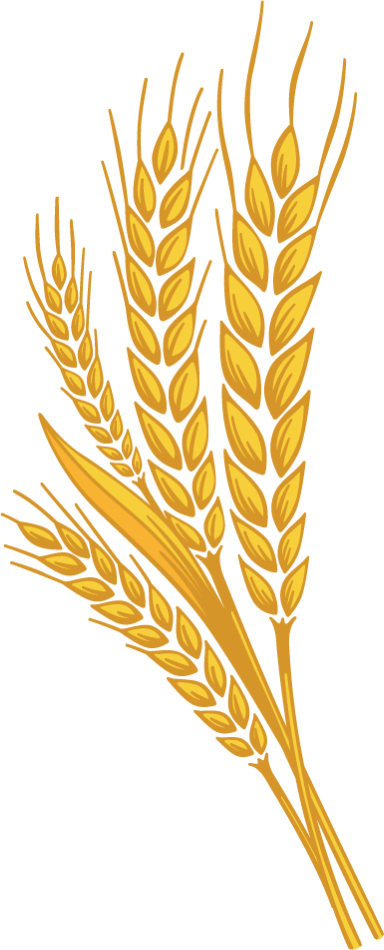 wheat leaves