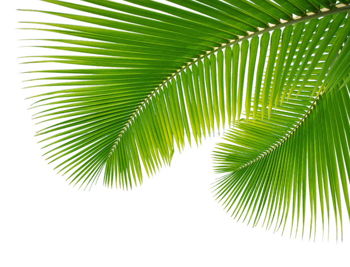 Palm Leaf Leaves PNG Transparent Background Free Download FreeIconsPNG
