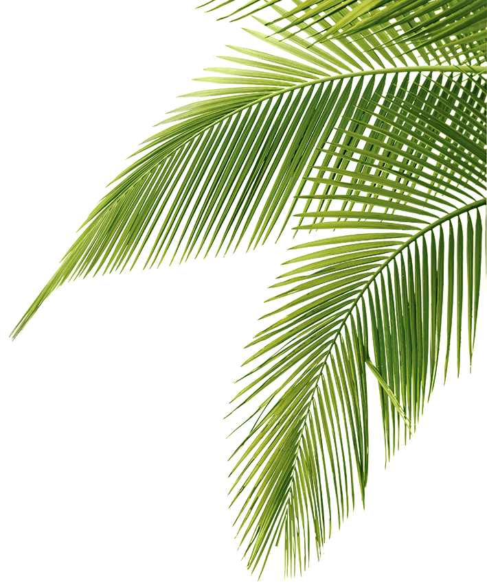 Tropical Palm Leaves Png Please Remember To Share It With Go Images Camp