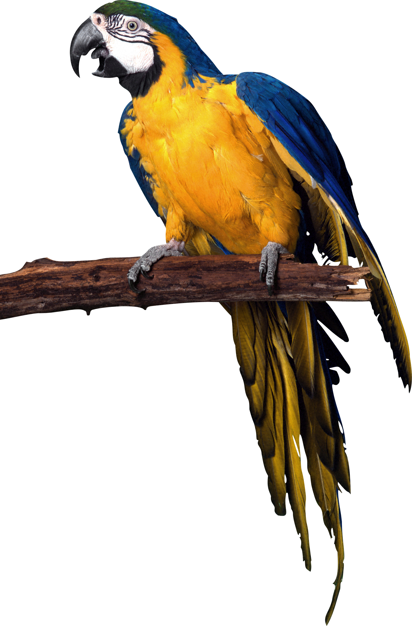 Parrot Picture Png Transparent Background Free Download 22827