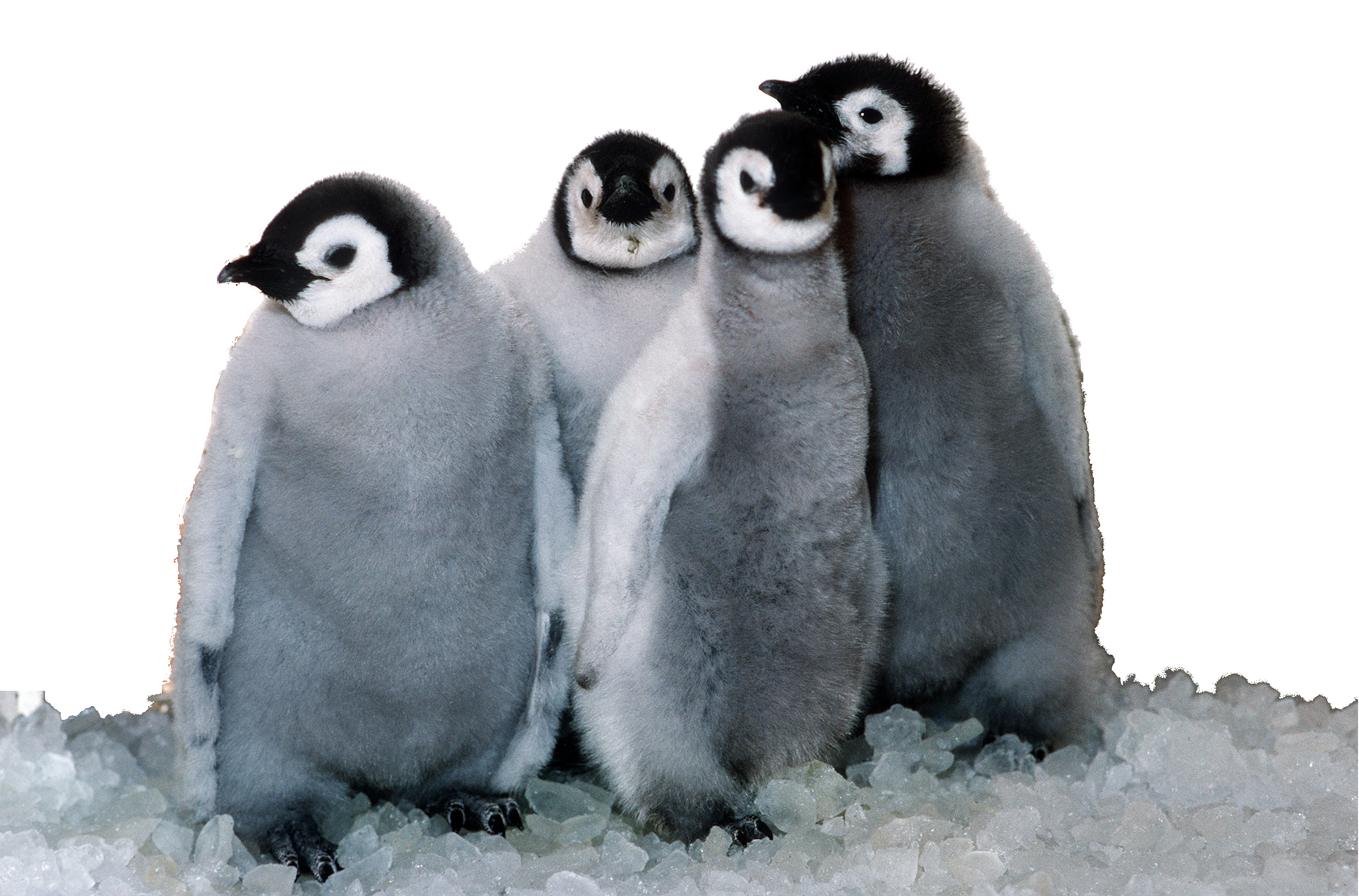 Family Penguin Poles Puppies Penguins Png Transparent Background Free Download 19545 Freeiconspng