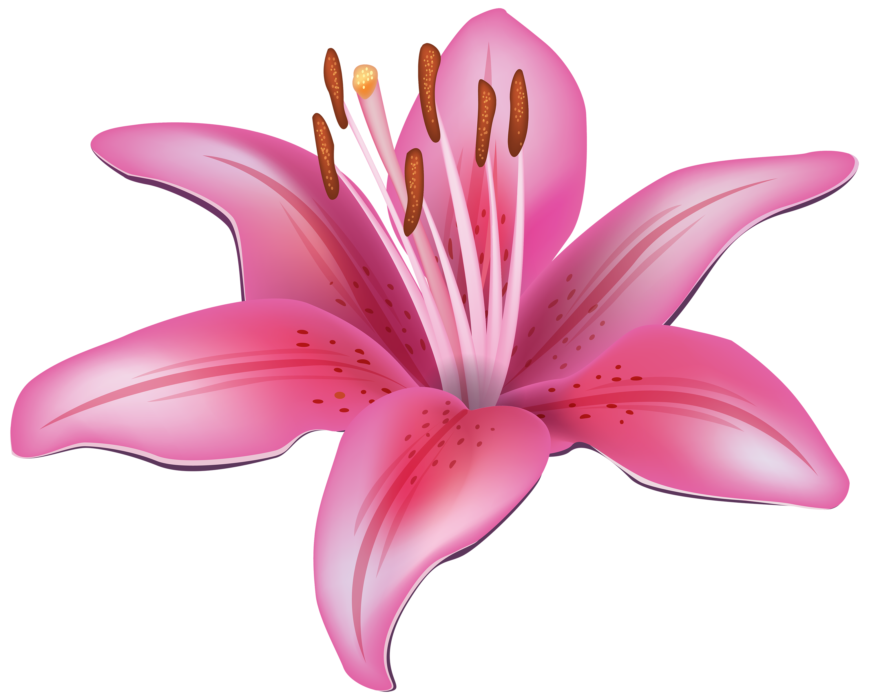 Lily Flower Transparent Png Pictures Free Icons And Png Backgrounds