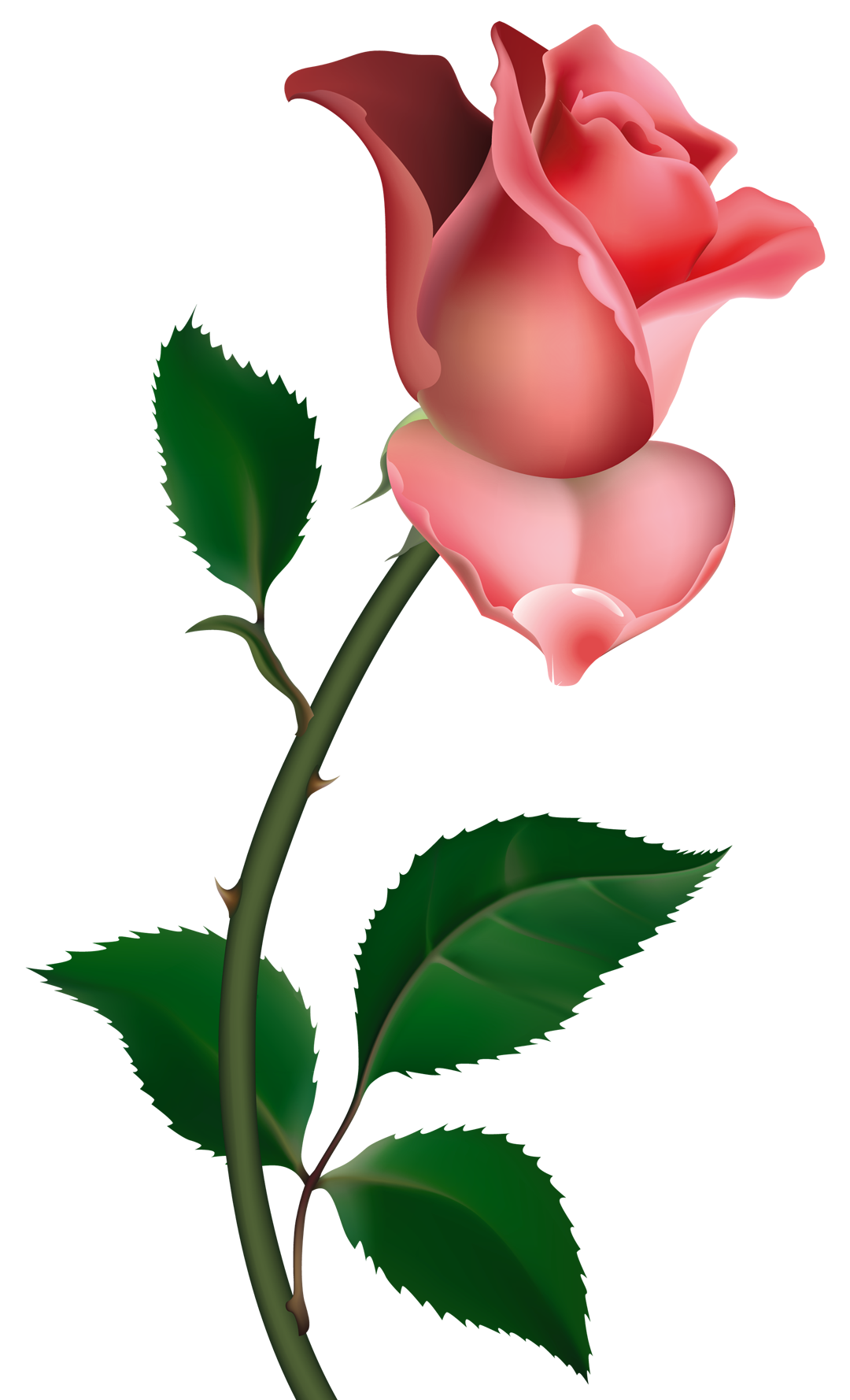 Pink Roses Png Transparent Background Free Download 39865 Freeiconspng