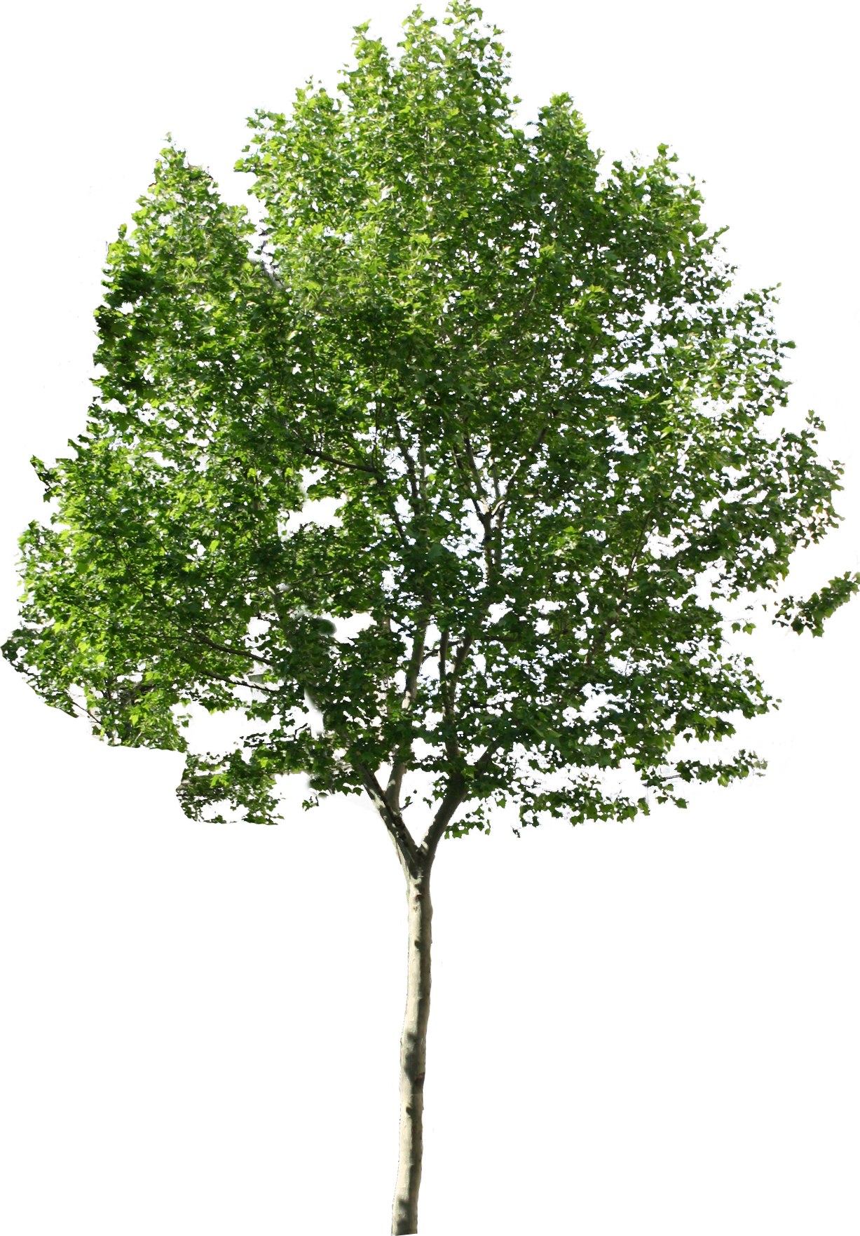 trees background png