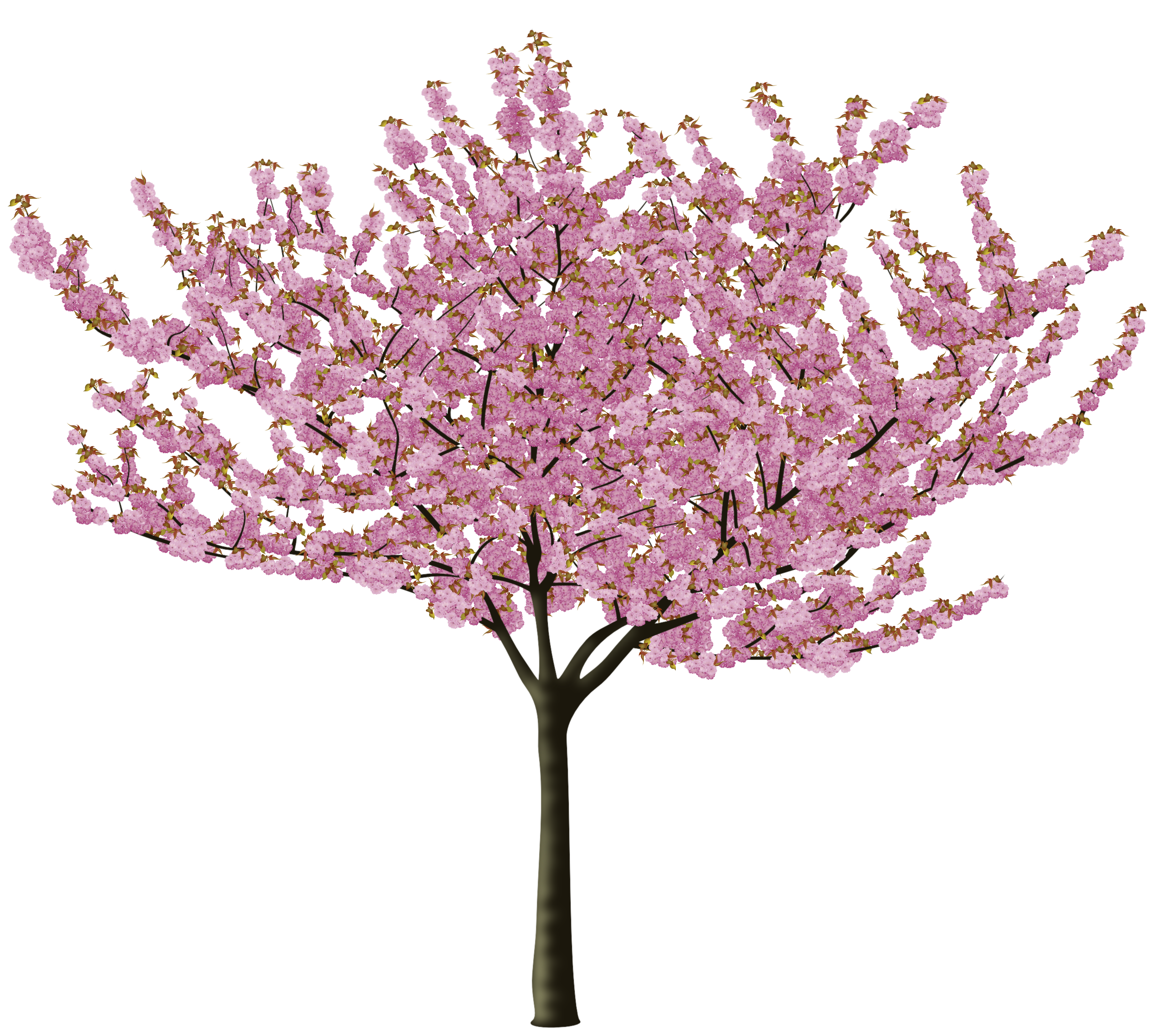 Format Images Of Cherry Blossom PNG Transparent Background, Free