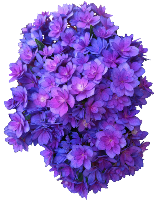purple flower vector