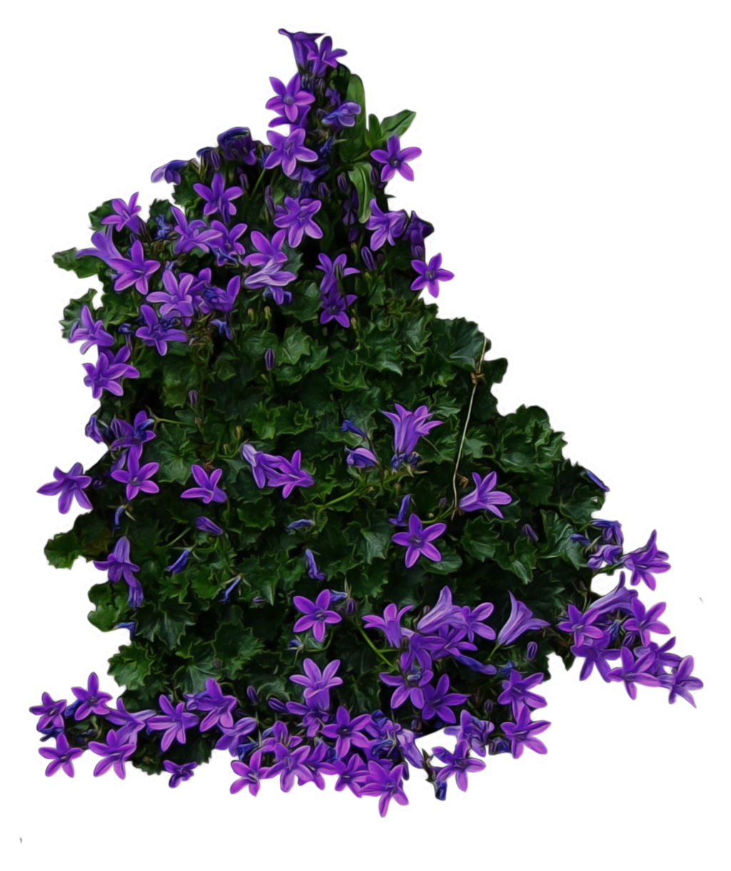 Purple Flowery Bushes PNG Transparent Background, Free Download #42036