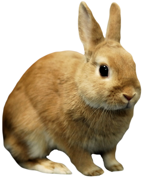 Rabbit Png Rabbit Transparent Background Freeiconspng Images