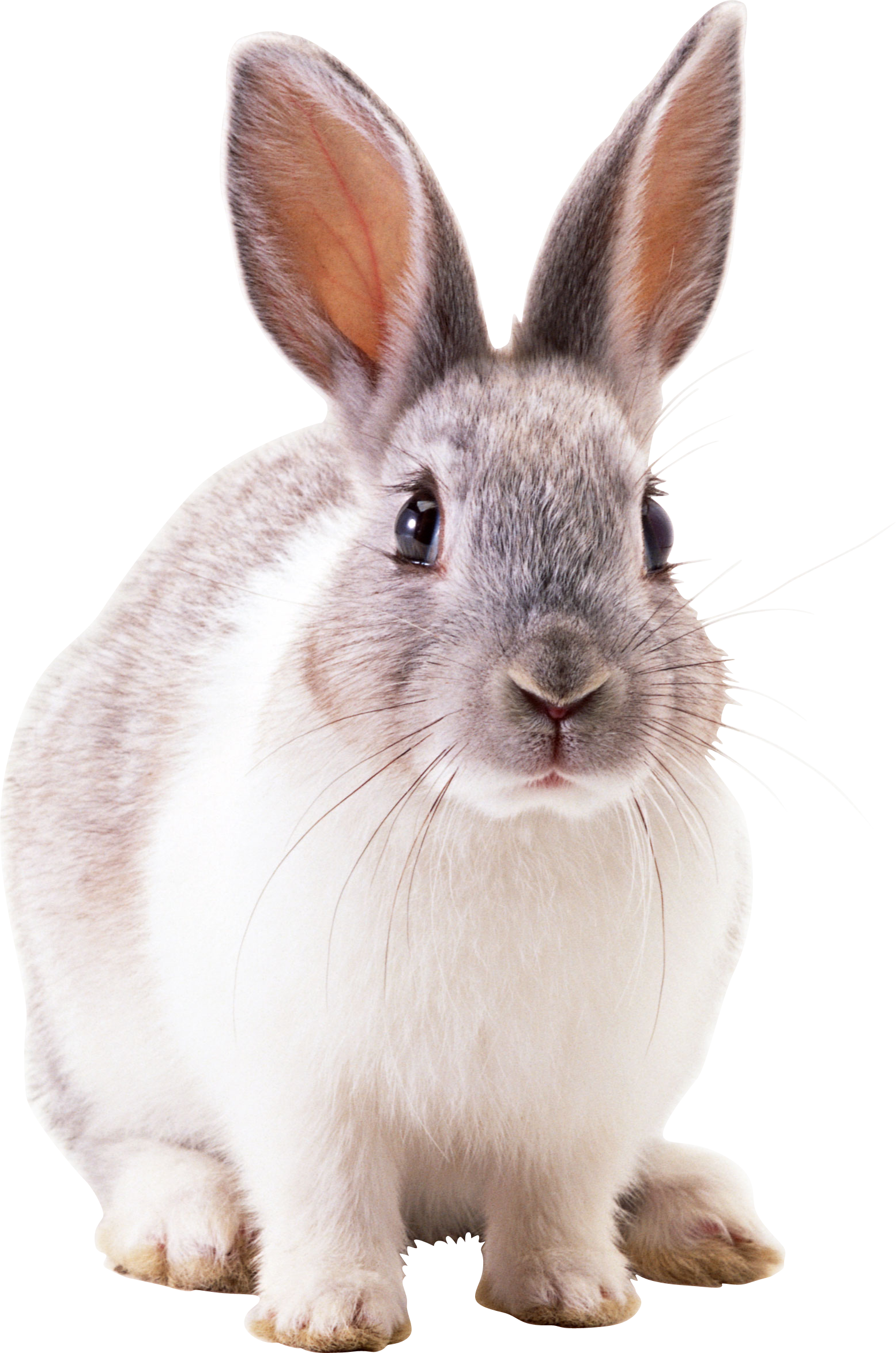 Icon Download Free Vectors Rabbit PNG Transparent Background, Free