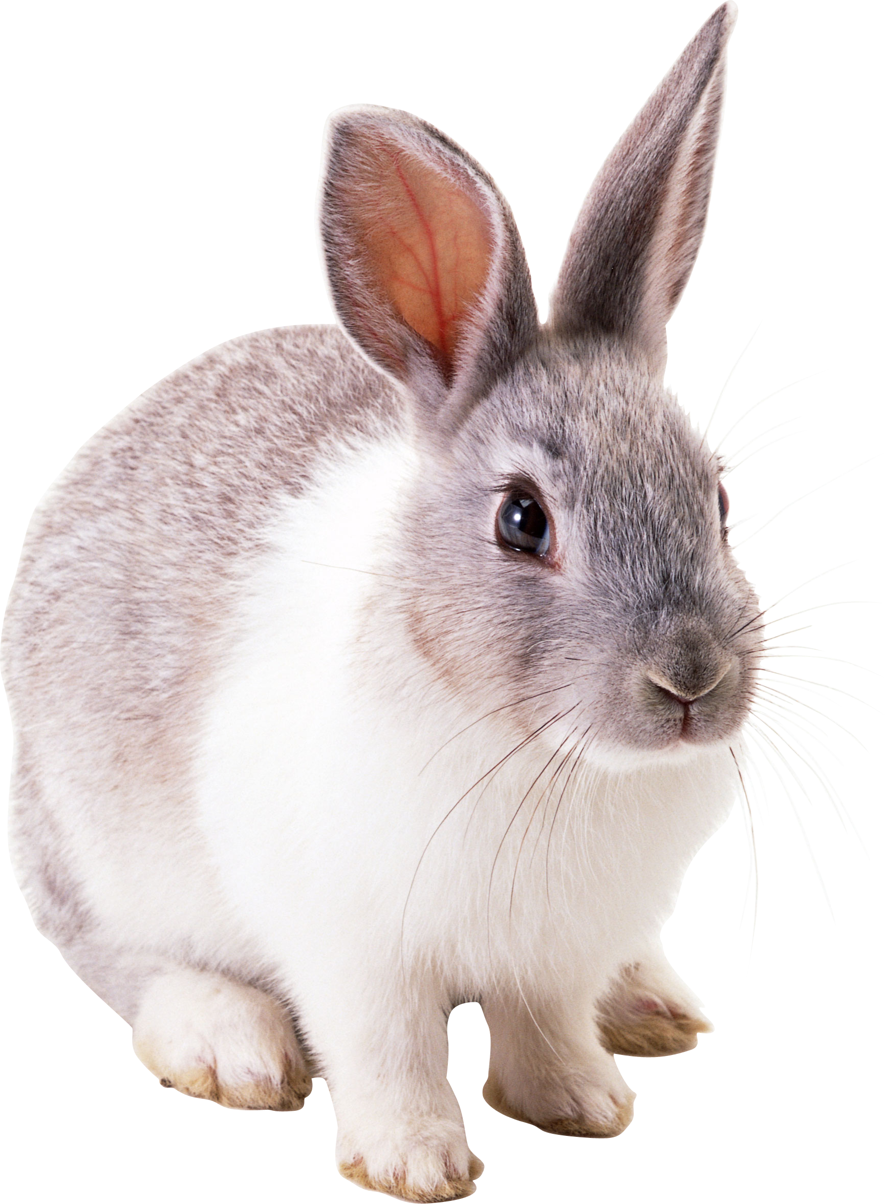 Rabbit PNG, Rabbit Transparent Background - FreeIconsPNG