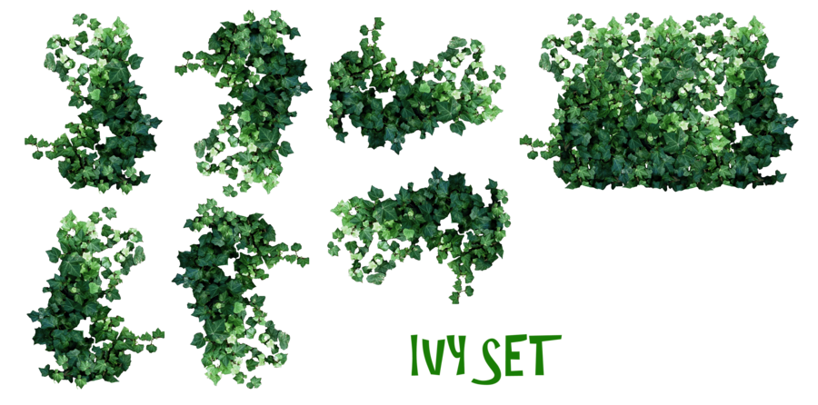 Ivy Wall Png