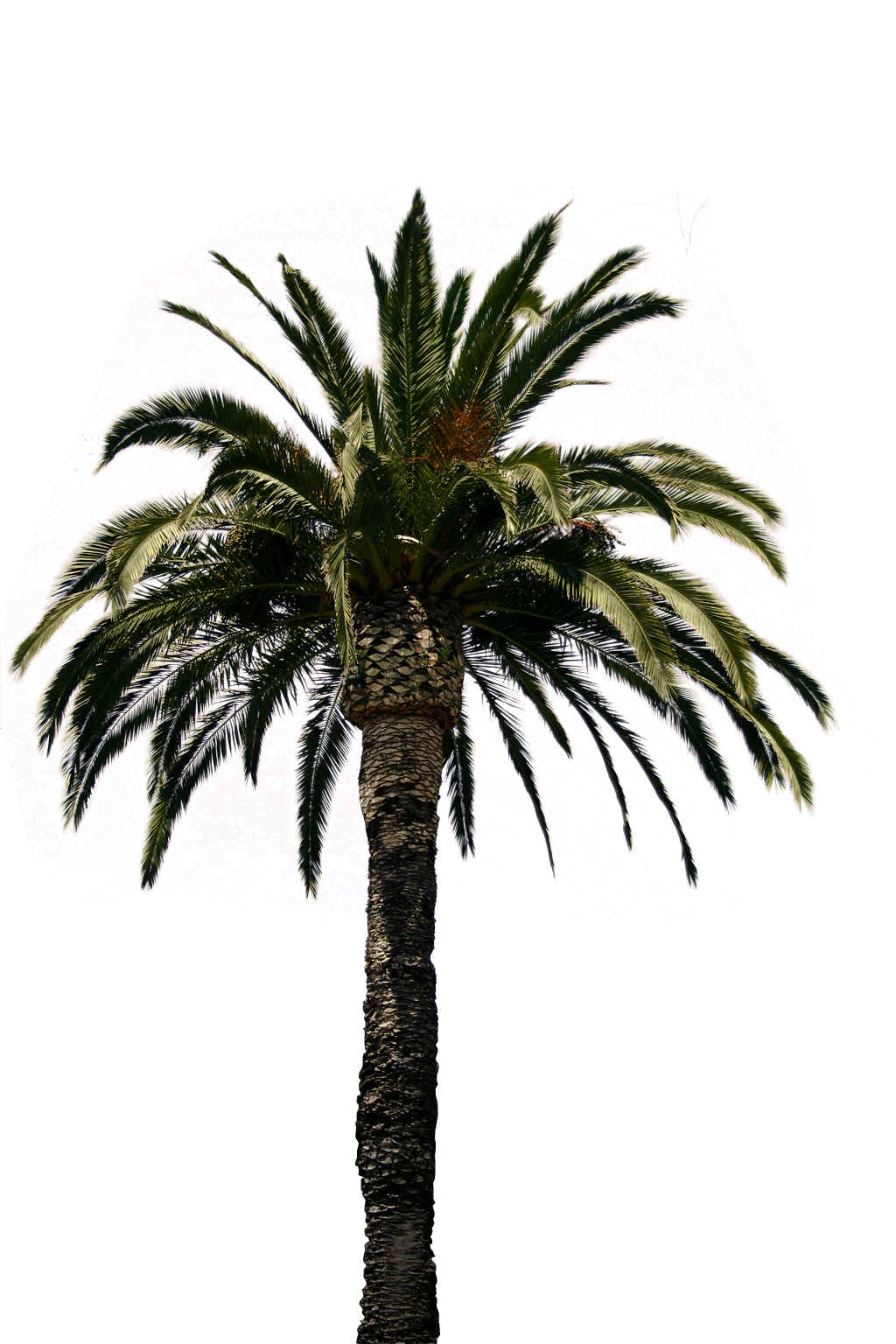 Real Palm Tree Transparent Png #43067 - Free Icons and PNG Backgrounds