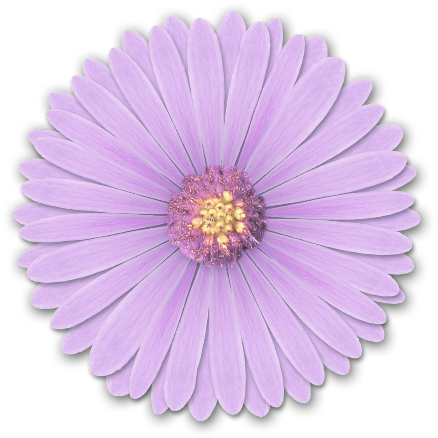 Purple Flower PNG, Purple Flower Transparent Background - FreeIconsPNG