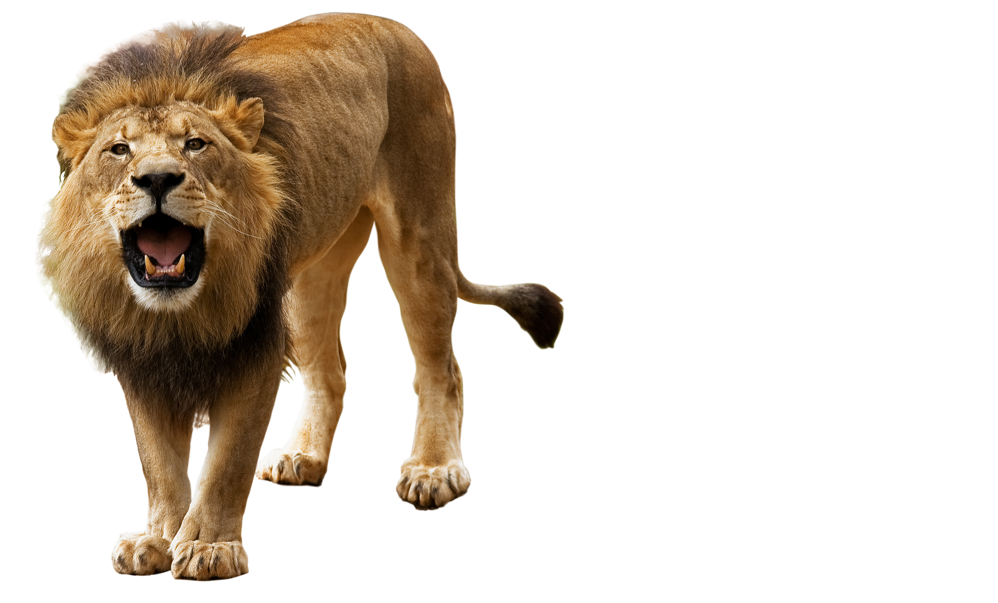 Roar, Angry Lion PNG Transparent Background, Free Download #42280