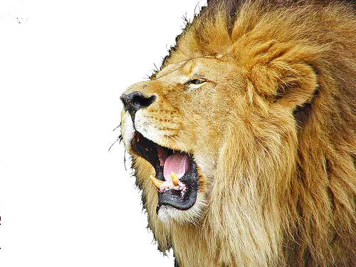 Lion Roar Png