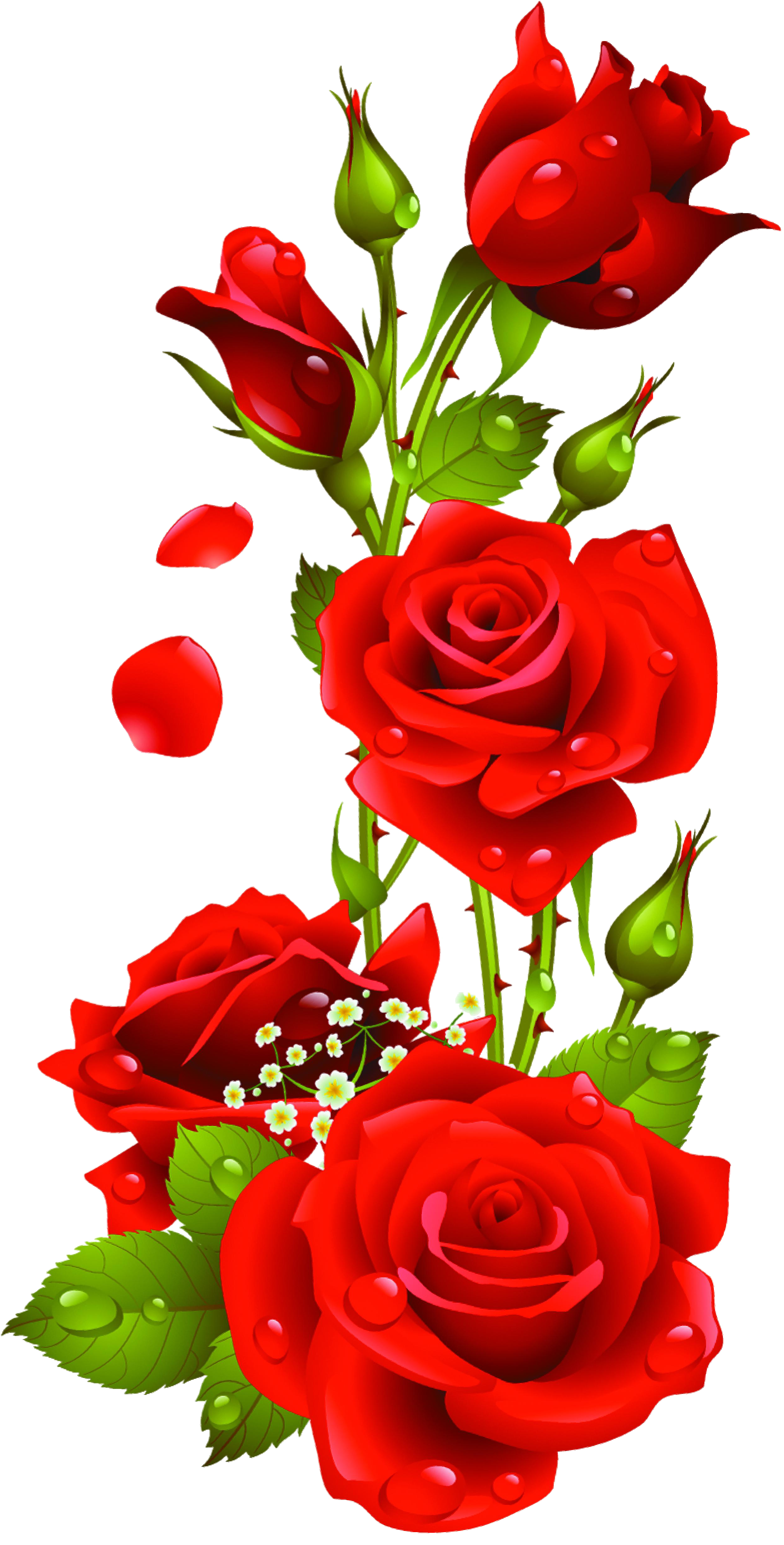 Hd Rose Image In Our System PNG Transparent Background, Free Download ...