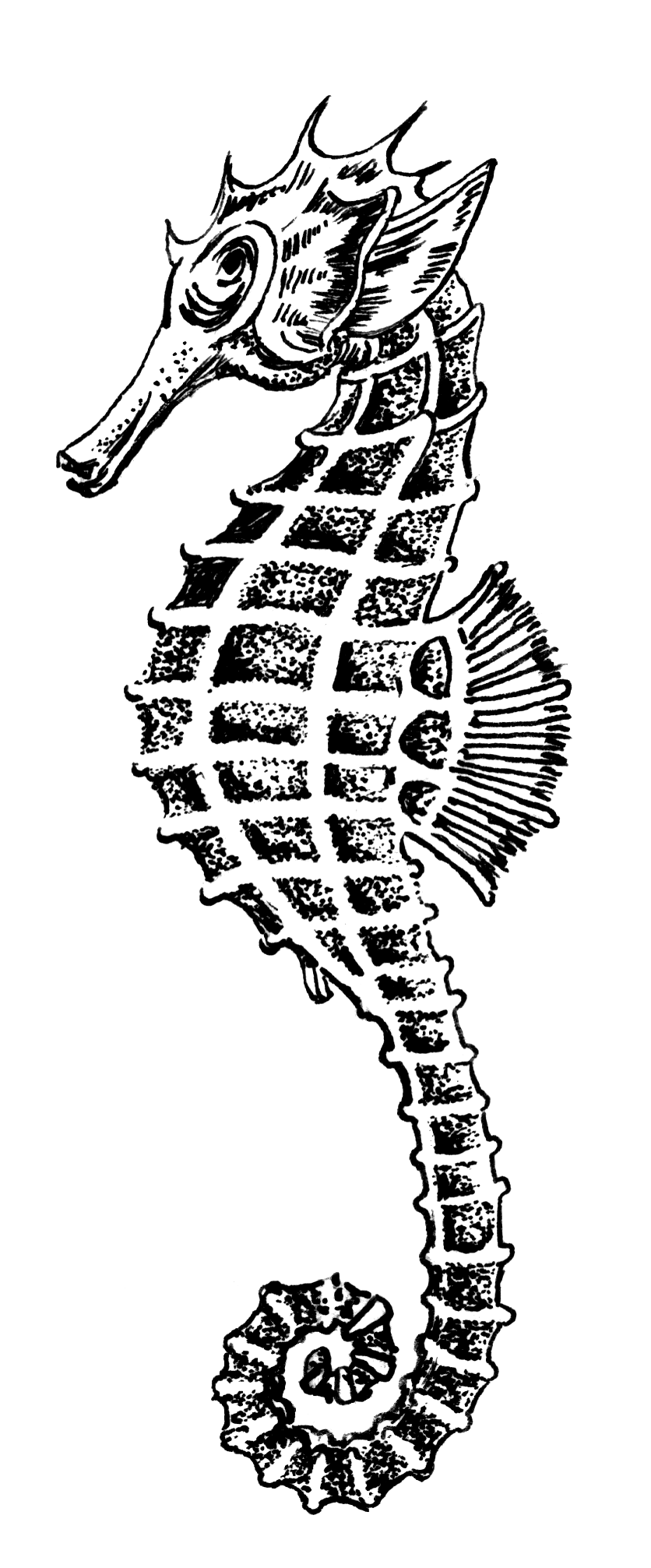 4570book Hd Ultra Black And White Seahorse Clipart No