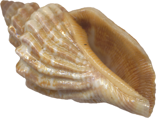 seashell vector png