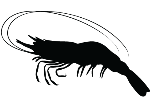 Shrimps PNG, Shrimps Transparent Background - FreeIconsPNG