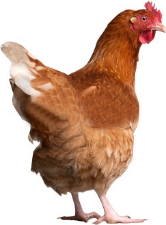 Chicken PNG, Chicken Transparent Background - FreeIconsPNG