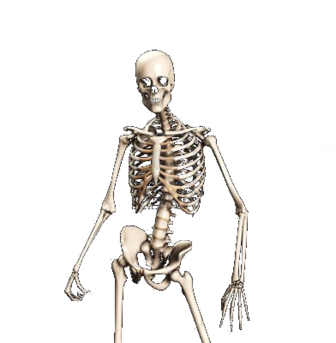 Anatomy Axial Skeleton Human Skeleton 206 Bones Labeled Hd Png | Images ...