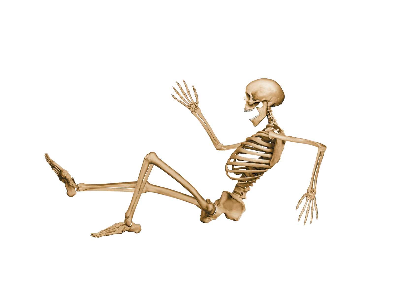 Vector Free Skeleton Download Png Transparent Background Free Download