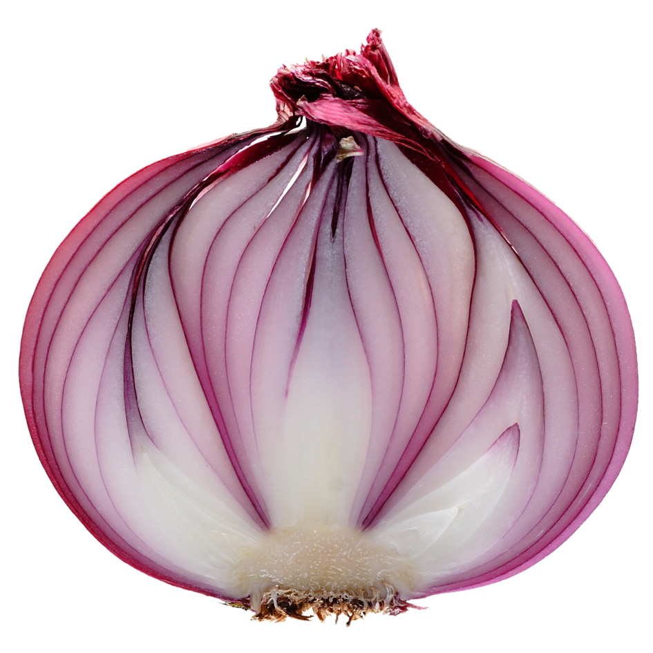 Slice Onion Png Transparent Background Free Download 38756 Freeiconspng