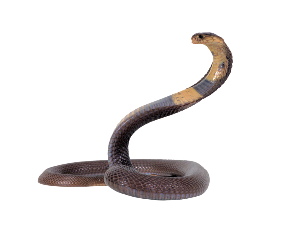 Snake PNG Transparent Background, Free Download #3631 - FreeIconsPNG