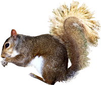 Free Download Squirrel Images PNG Transparent Background, Free Download ...