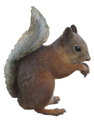 Pic Squirrel PNG Transparent Background, Free Download #20487