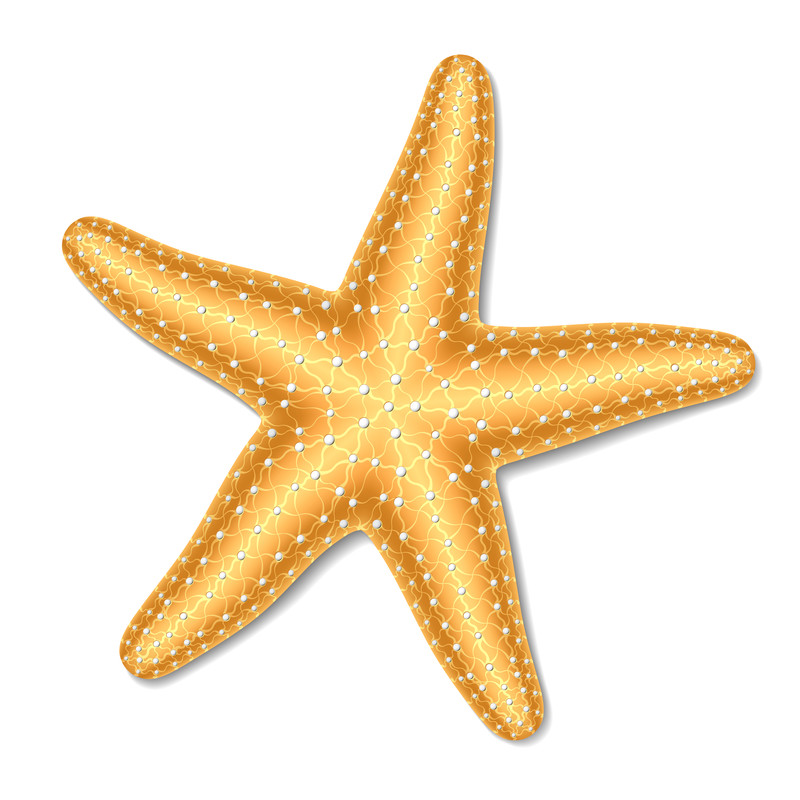 Hd Starfish Image In Our System PNG Transparent Background, Free ...