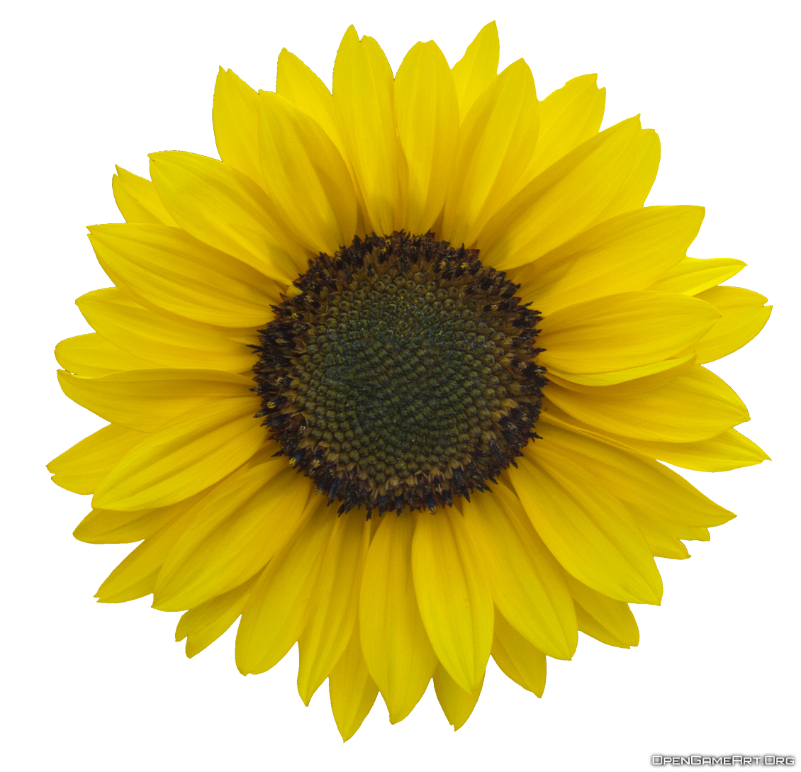 Free Free 167 Transparent Background Simple Sunflower Clipart SVG PNG EPS DXF File