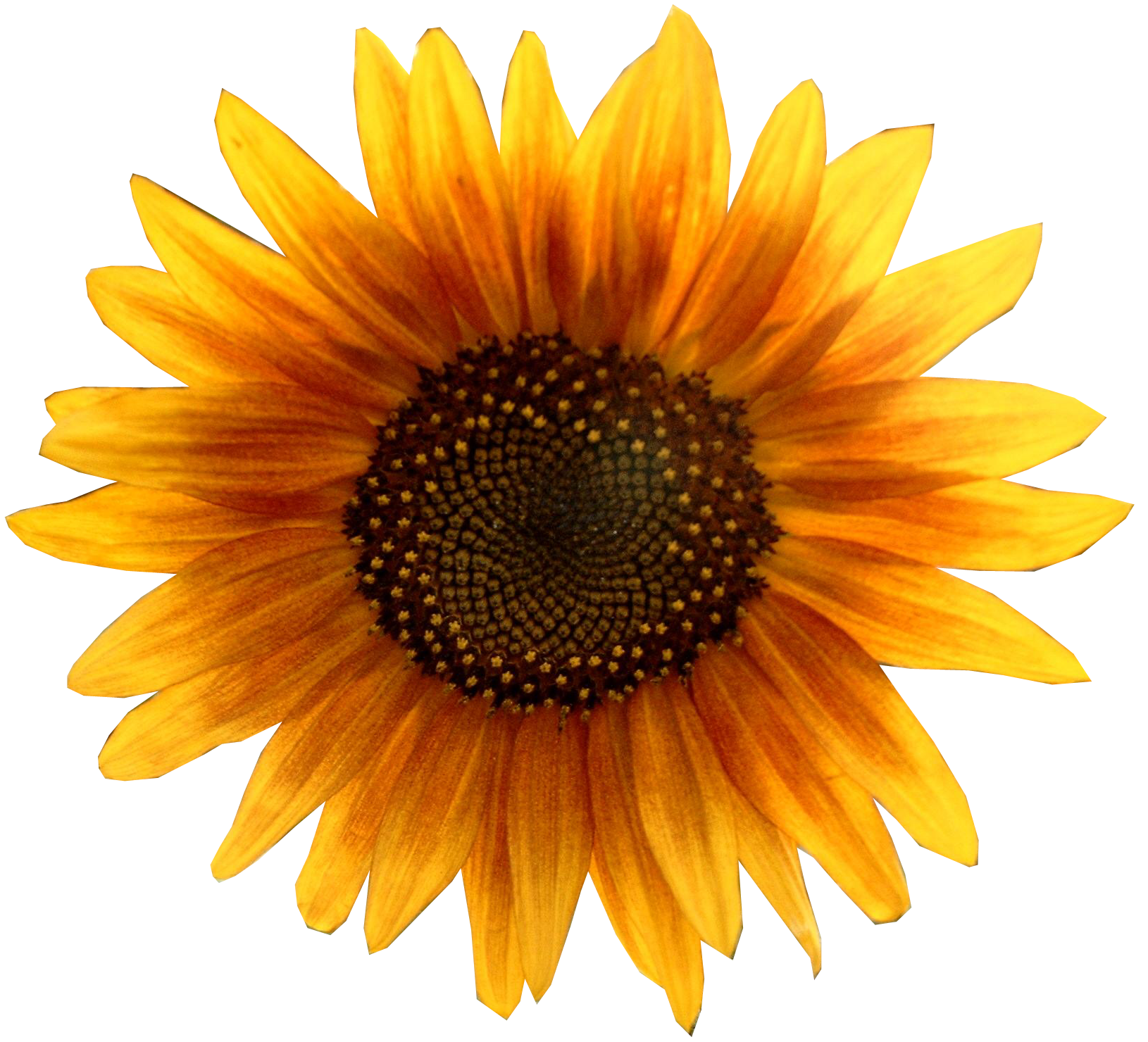 Free Free 206 Border Clipart Sunflower Png SVG PNG EPS DXF File