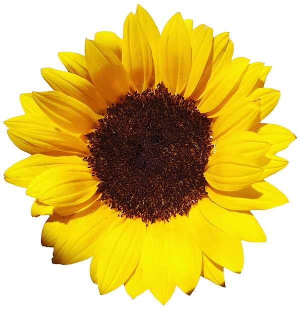 Free Free 187 Transparent Background Simple Sunflower Clipart SVG PNG EPS DXF File